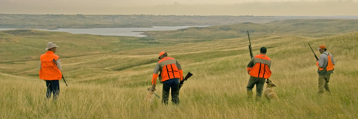 Pheasant hunting in the Pierre area